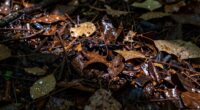 leaf and mulch fires